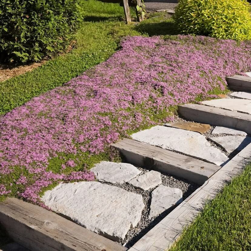 Thyme Ground Cover plant