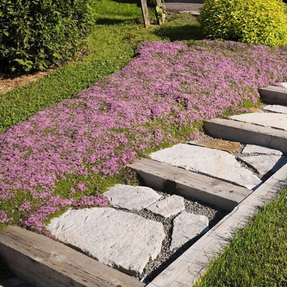 Thyme Ground Cover plant