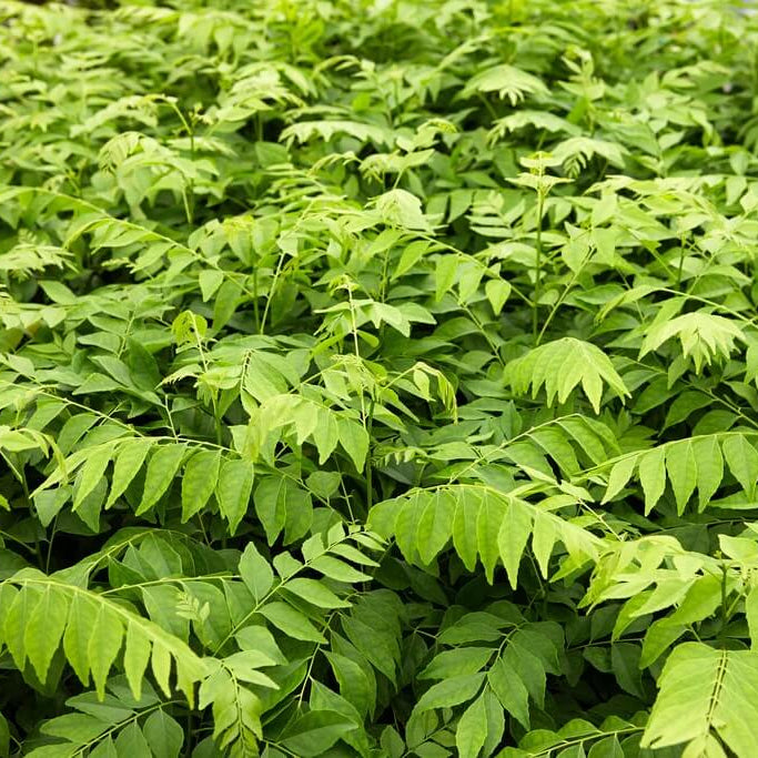 Meethi Neem plant