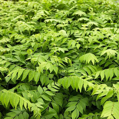 Meethi Neem plant