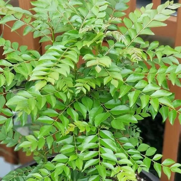 Meethi Neem plant