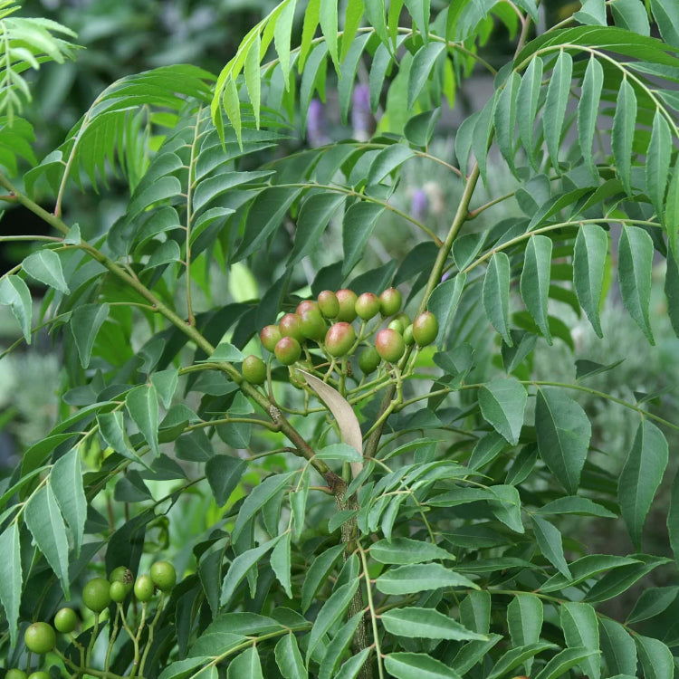 Meethi Neem plant