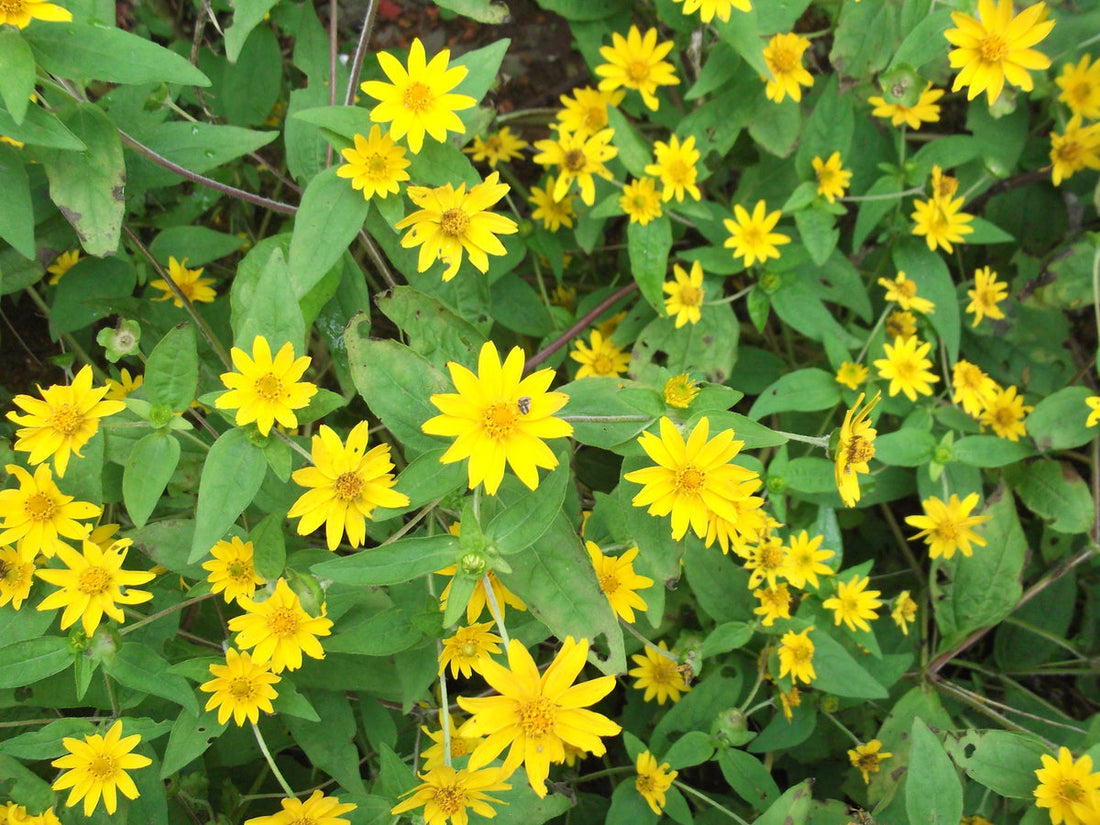 Melampodium Paludosum flower seeds