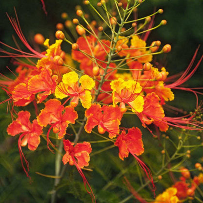 Bird of Paradise plant