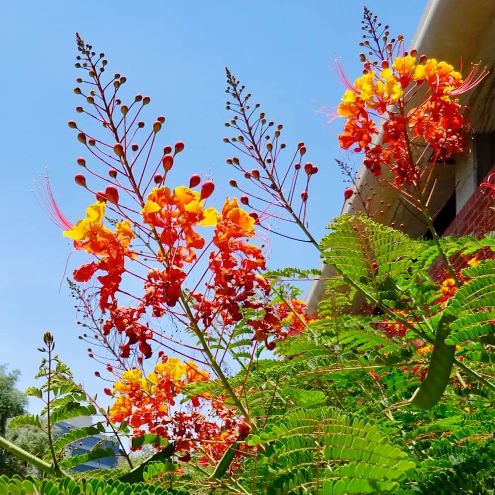 Bird of Paradise plant