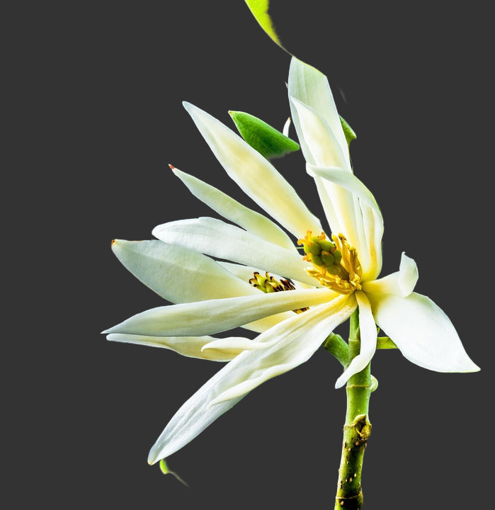 Michelia flower seeds
