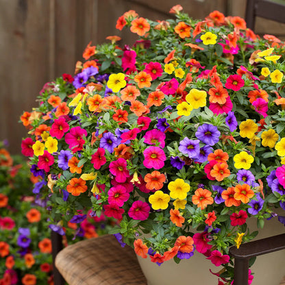Calibrachoa flower seeds