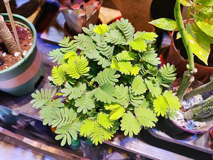 Green Mimosa Pudica plant with delicate green foliage and pink flowers grown from seeds