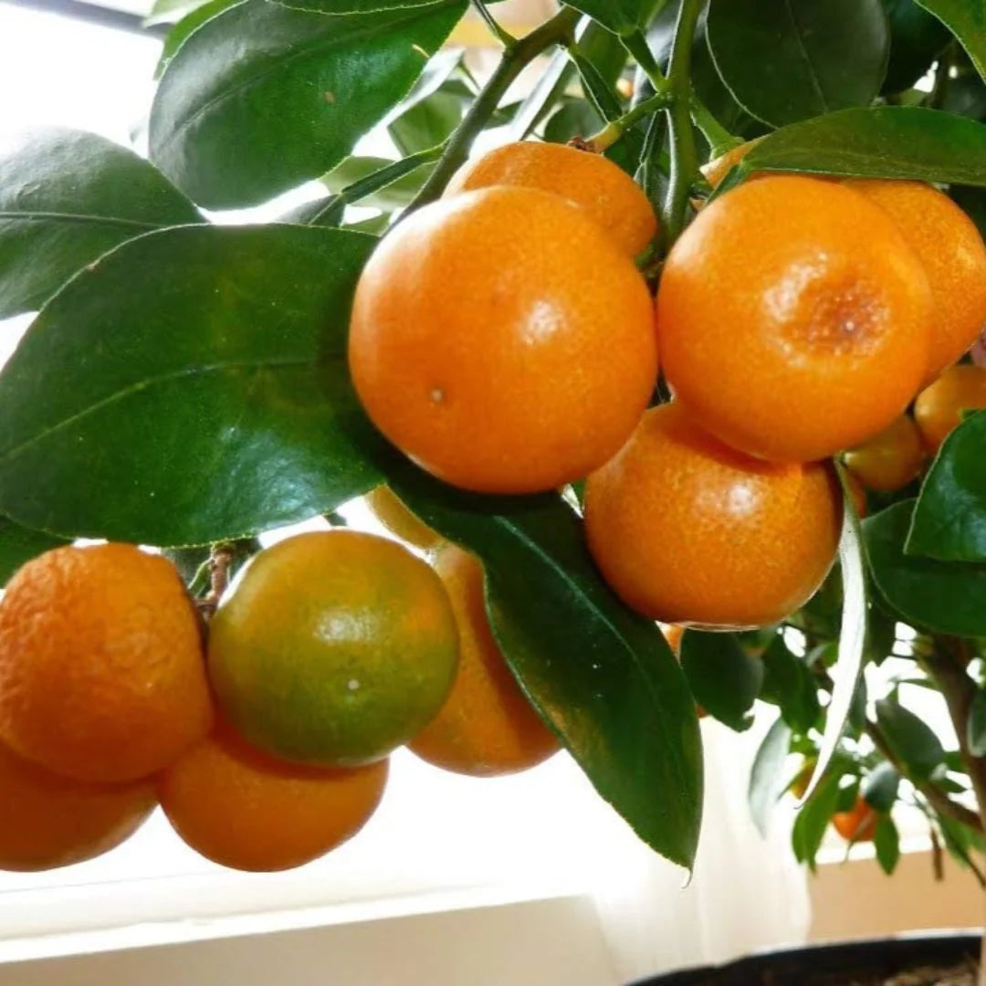 orange tangerine seeds