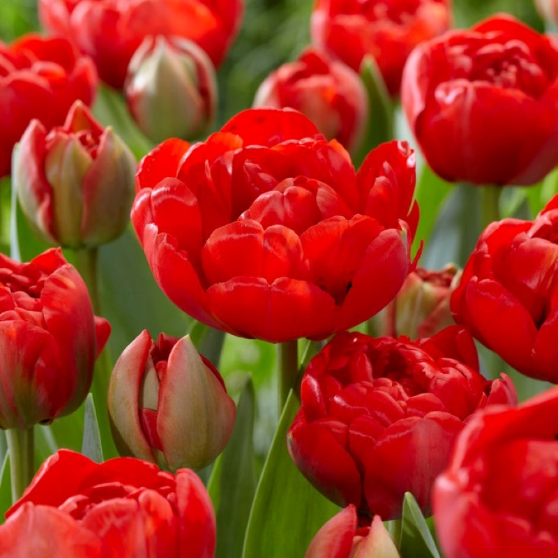 Red Tulip flower seeds
