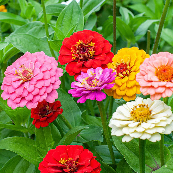 Oklahoma flower seeds