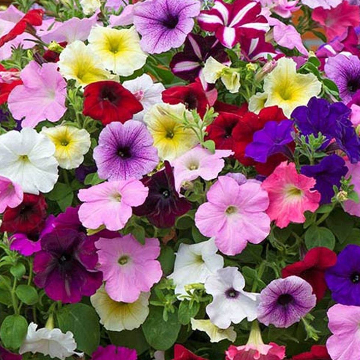 Mix Petunia flower seeds for planting with colorful petunia blooms