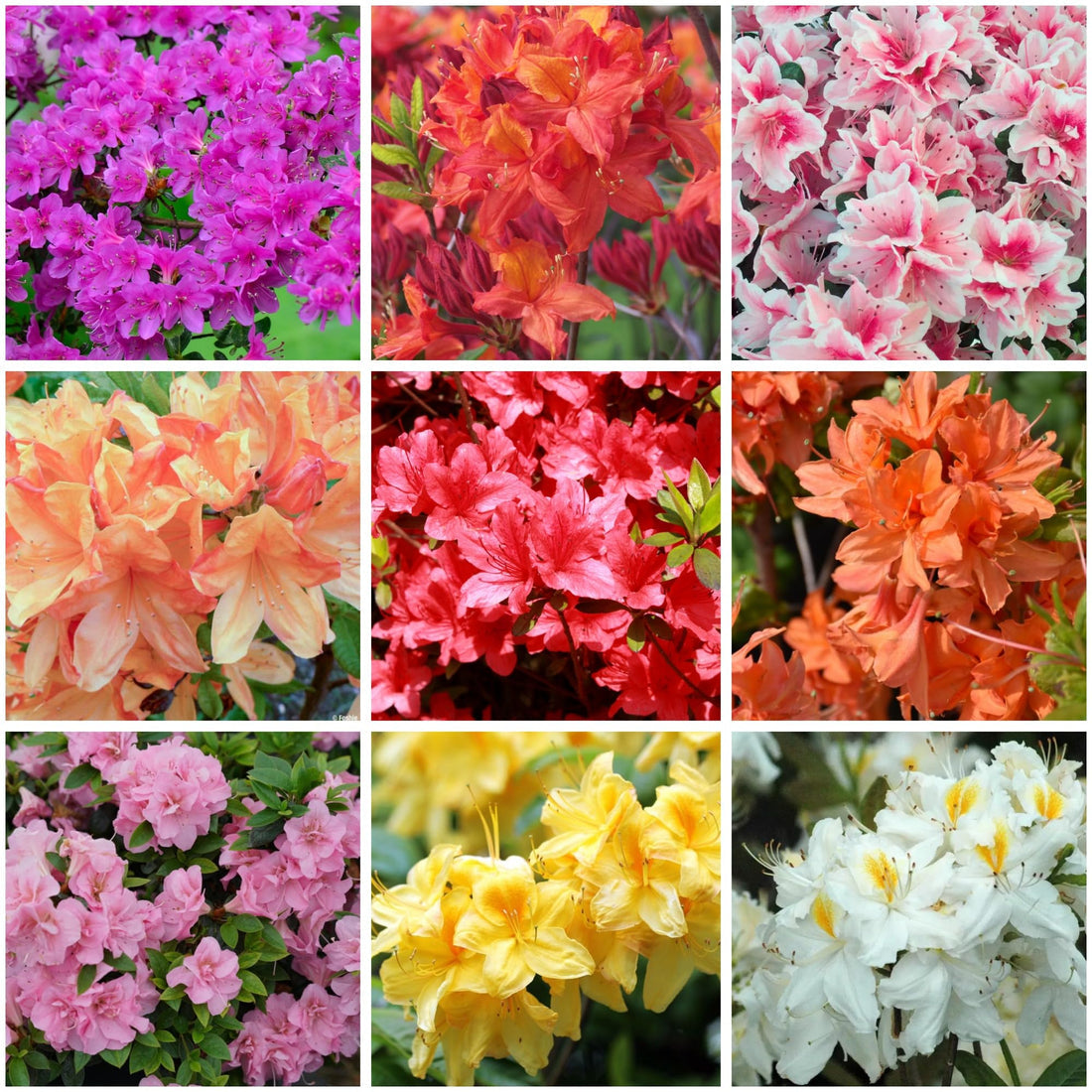Azalea flower seeds