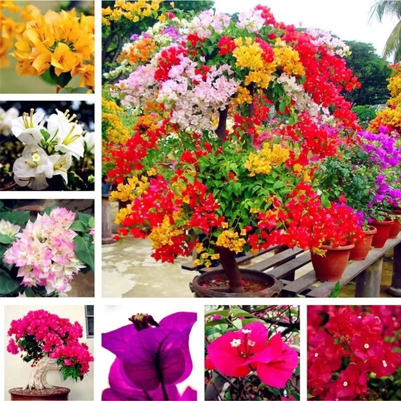 Bougainvillea flower seeds