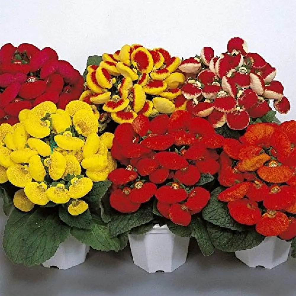 Calceolaria flower seeds