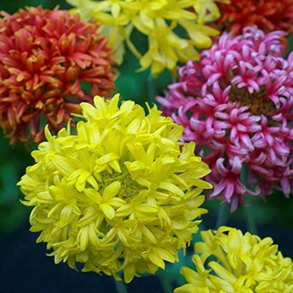 Gaillardia flower seeds