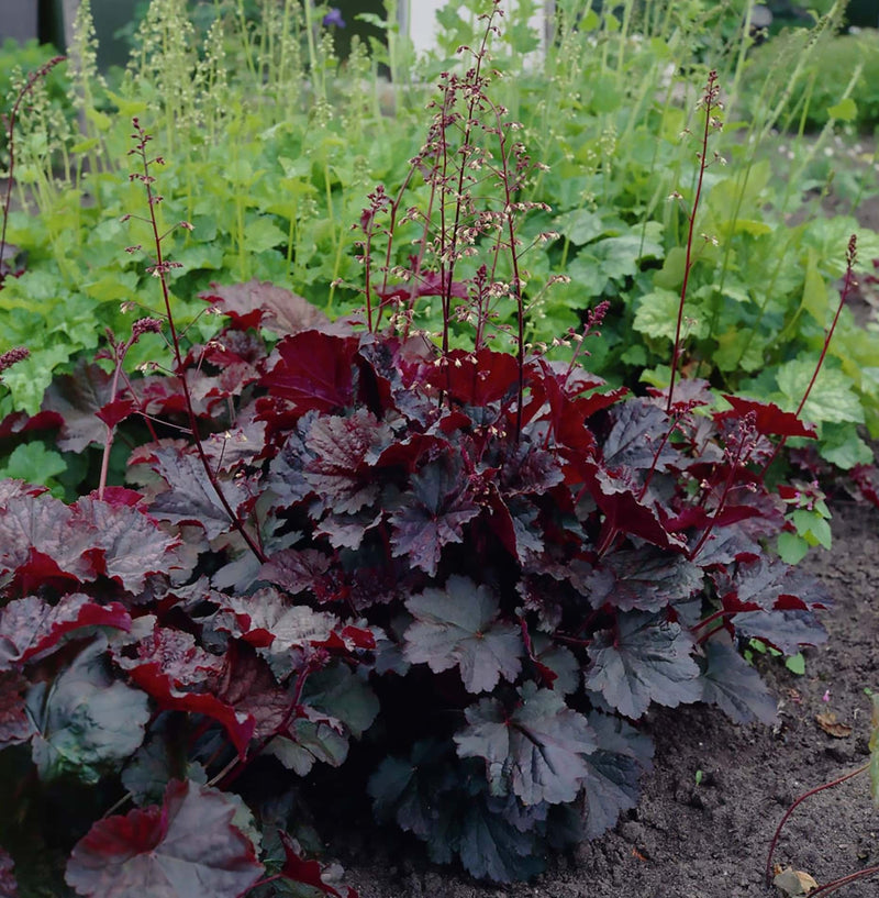 Mixed Heuchera Flower Seeds for Planting – Colorful Perennial Seeds