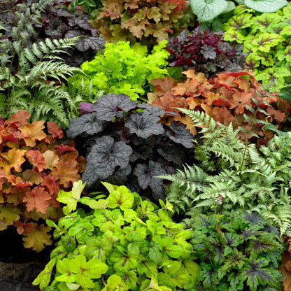 mixed heuchera flower seeds