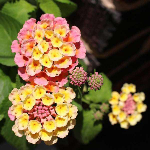 Lantana flower seeds