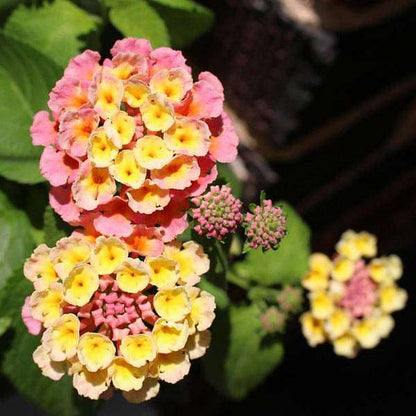 Lantana flower seeds