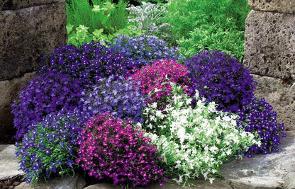 Laura flower seeds