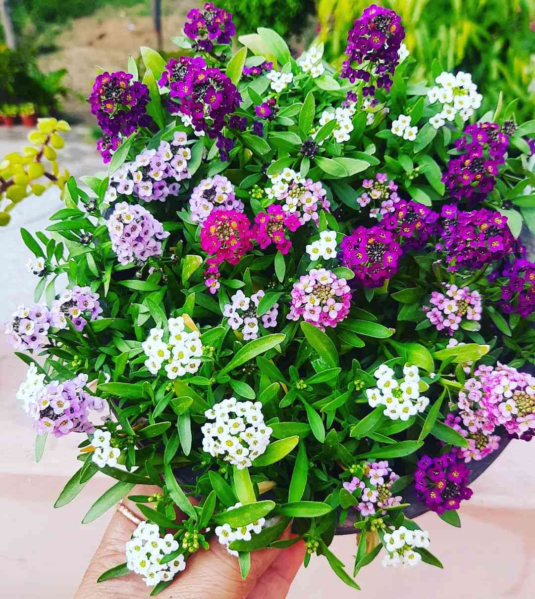 Lobularia flower seeds