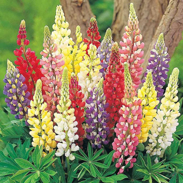 Lupine flower seeds