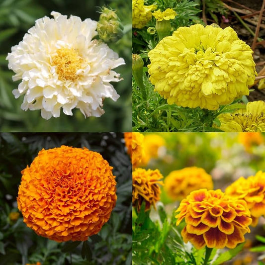 Marigold flower seeds