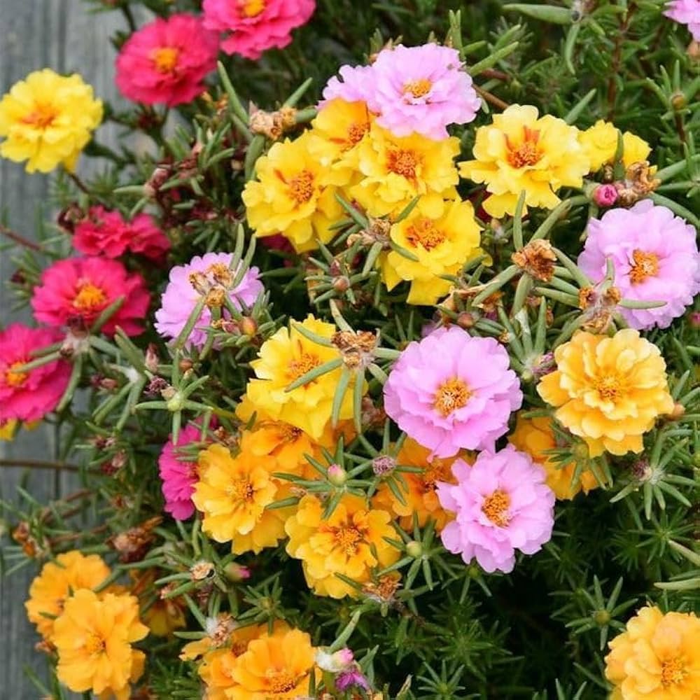 Moss Rose flower seeds