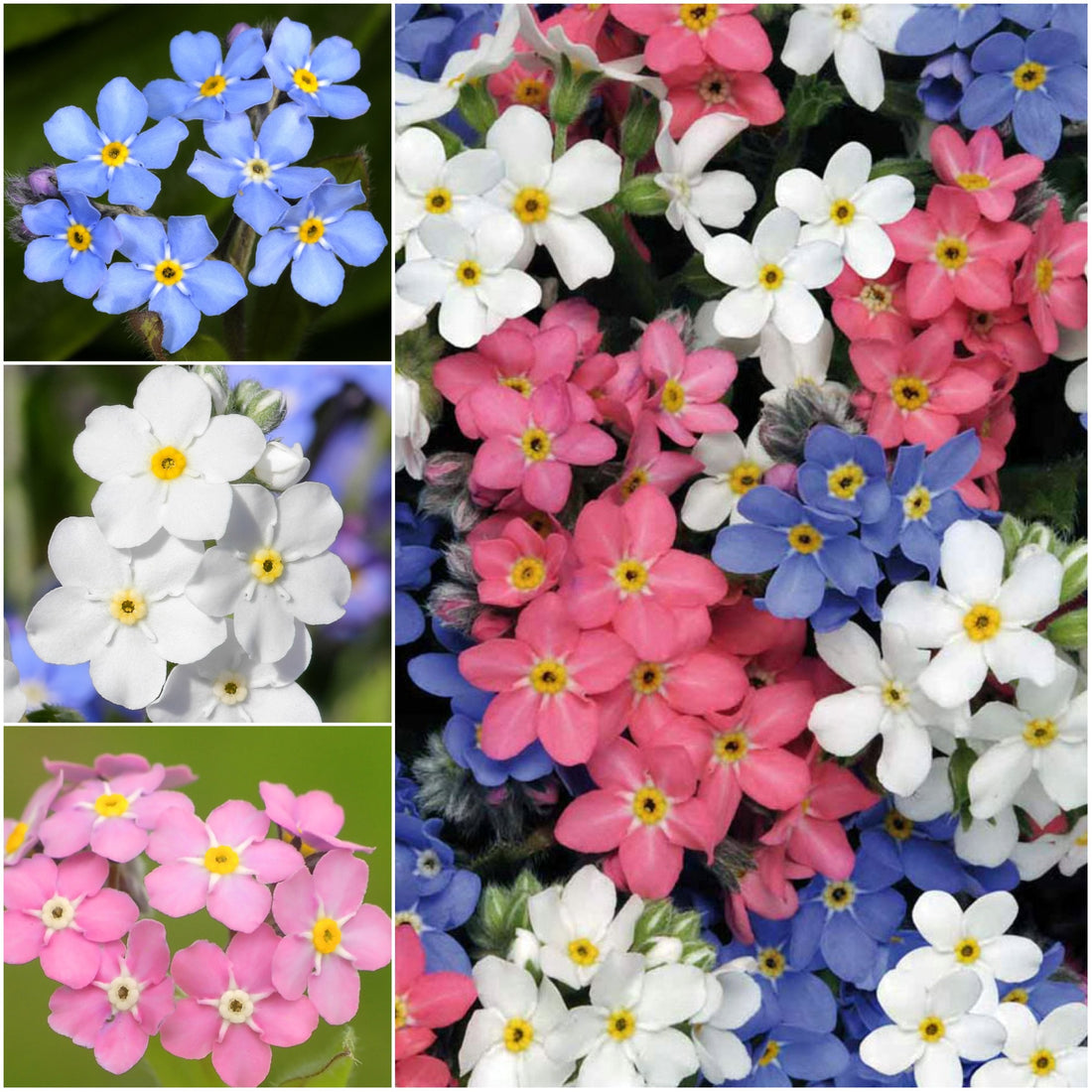Myosotis flower seeds