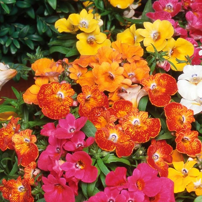 Nemesia Carnival flower seeds