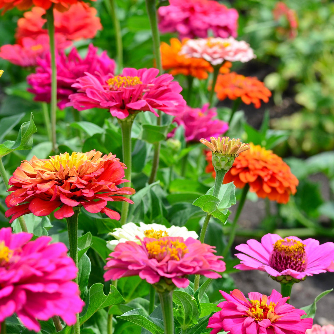 Ornamental flower seeds