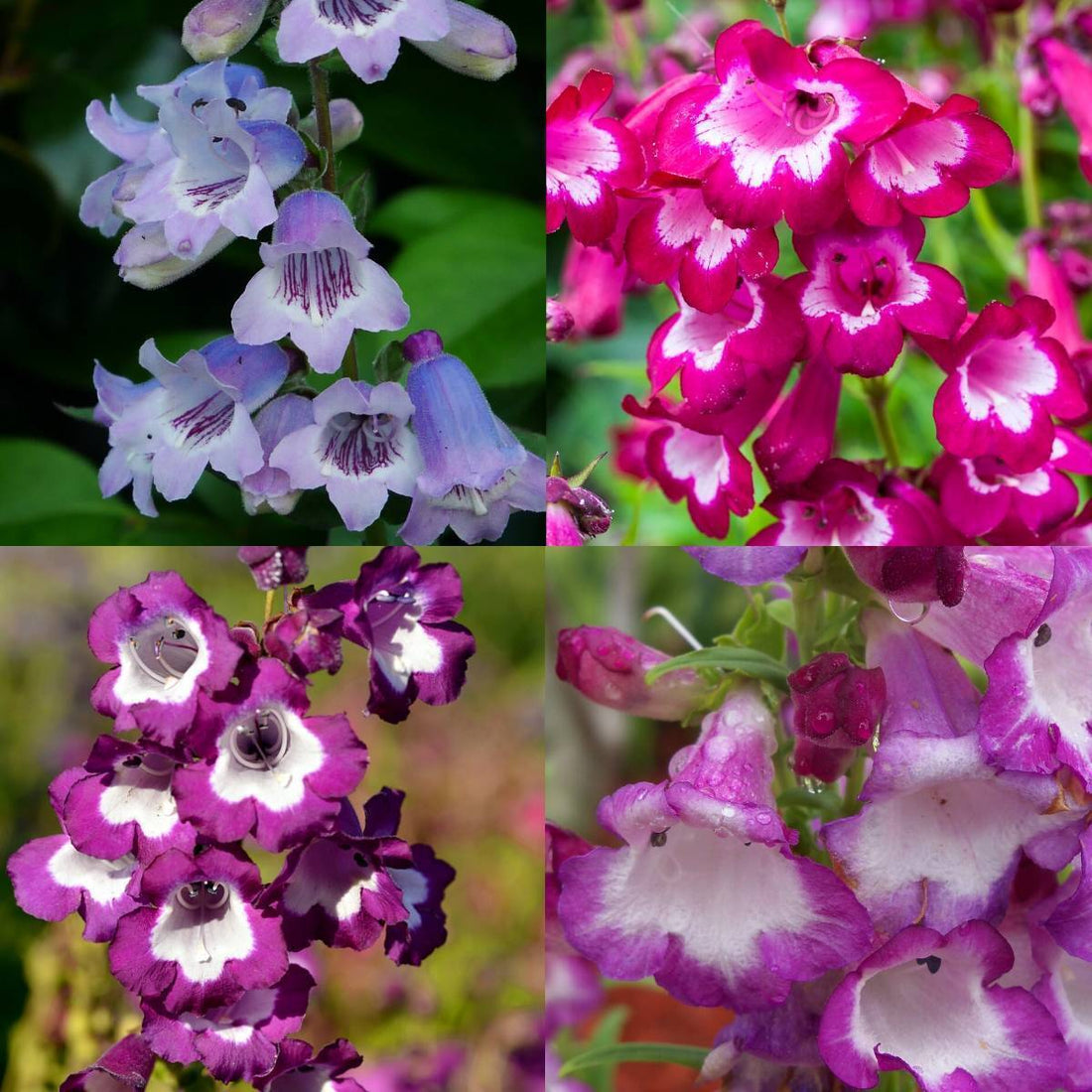 Penstemon flower seeds
