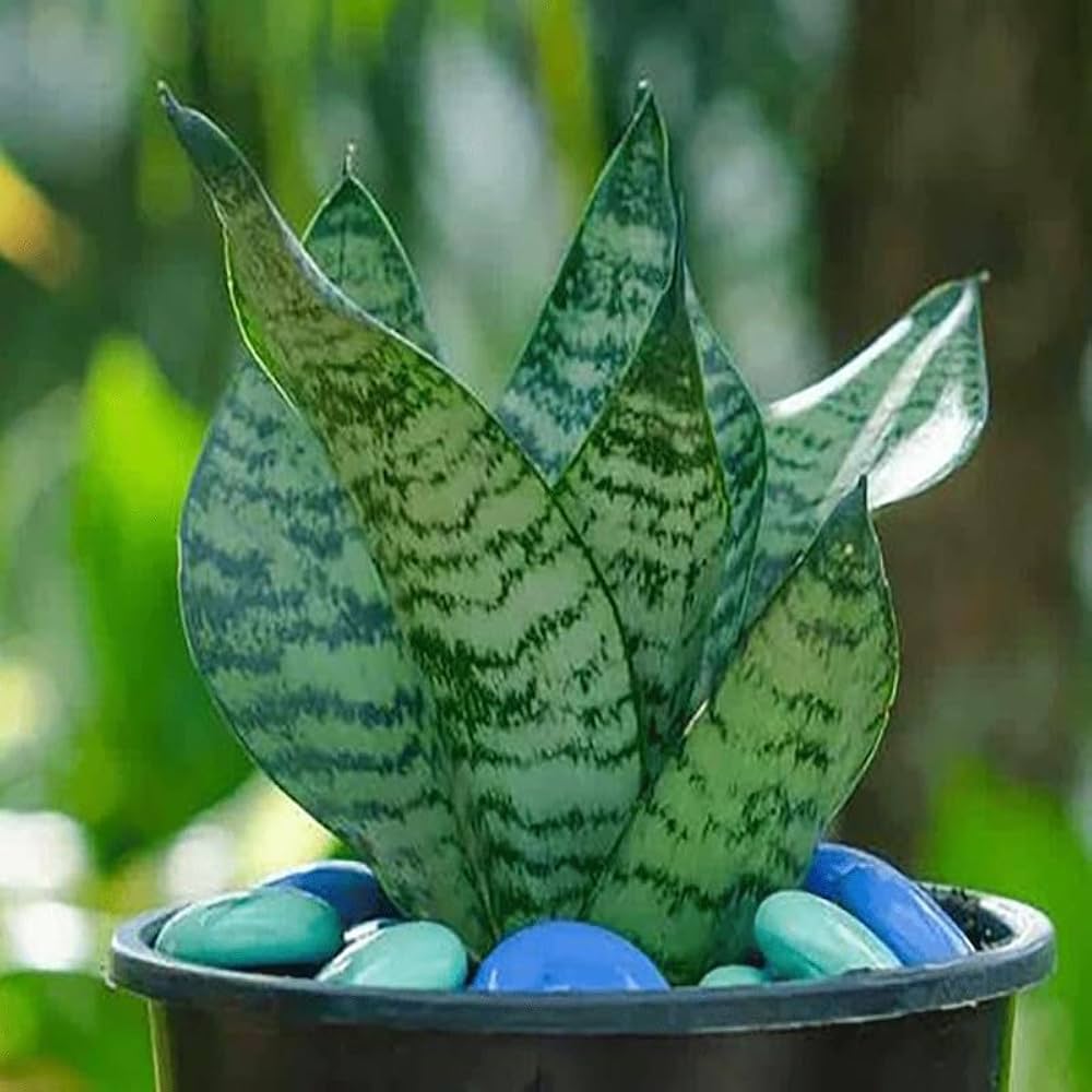 Sansevieria flower seeds