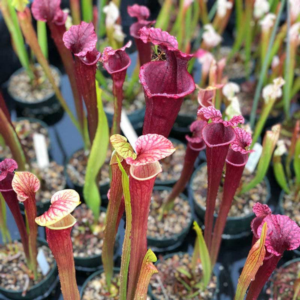 Sarracenia flower seeds