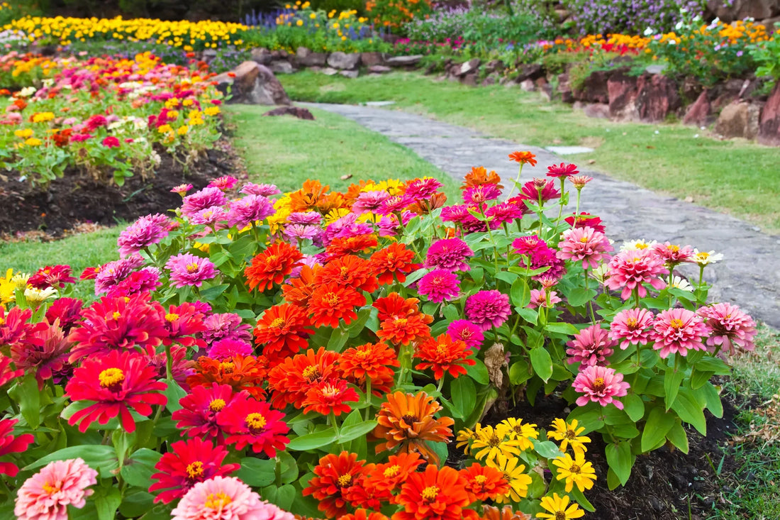 Thumbelina flower seeds