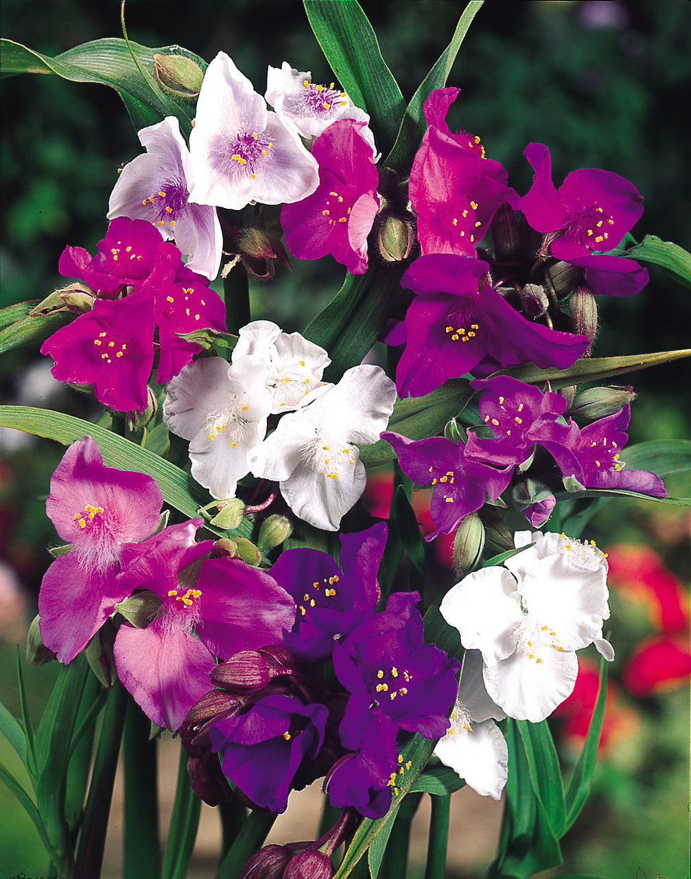 Tradescantia Spiderwort flower seeds
