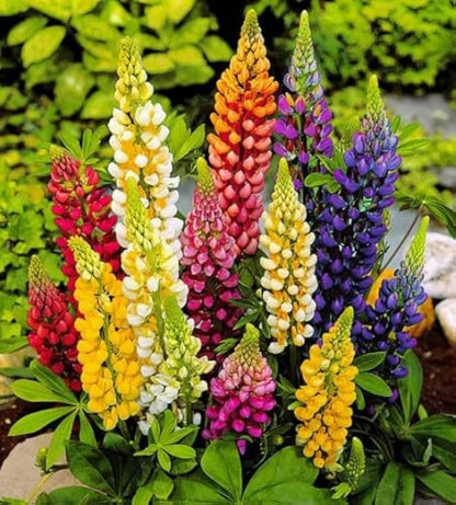 Tutti Frutti flower seeds