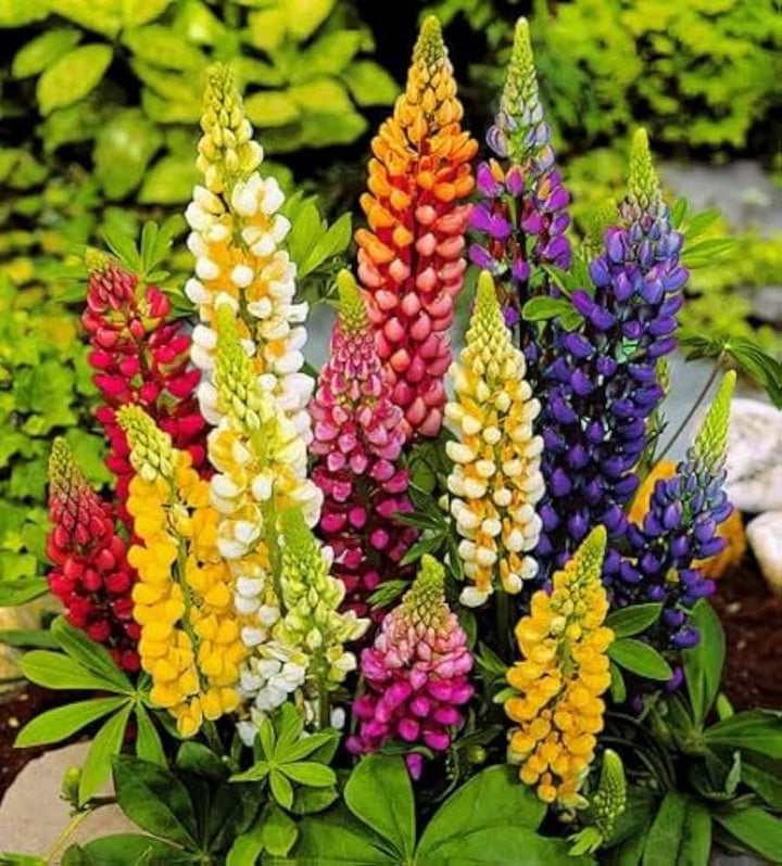 Tutti Frutti flower seeds