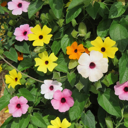 Mixed Color Thunbergia plant