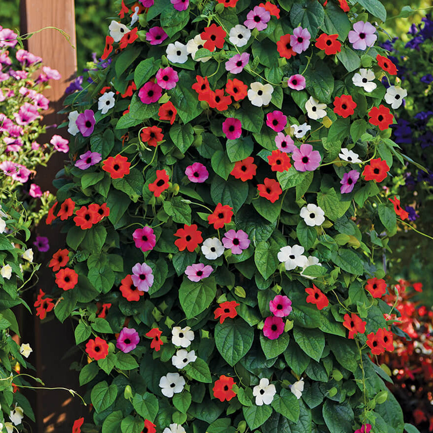 Mixed Color Thunbergia plant