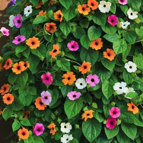 Mixed Color Thunbergia plant