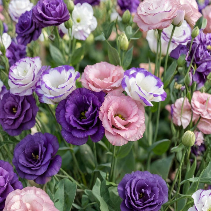 Mixed Lisianthus Flower Seeds for Planting with Colorful Eustoma Blooms