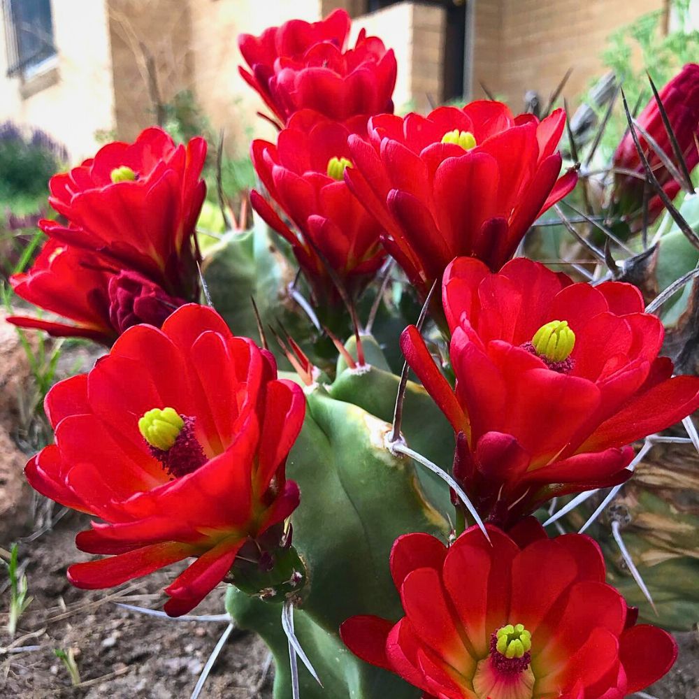Claret Cup flower seeds