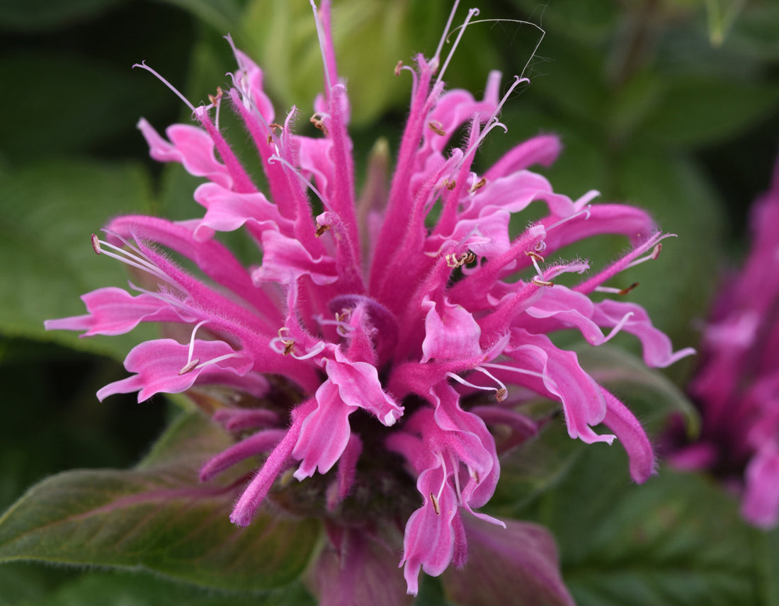 Pink Monarda flower seeds