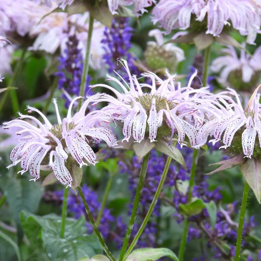 Monarda Bradburiana flower seeds