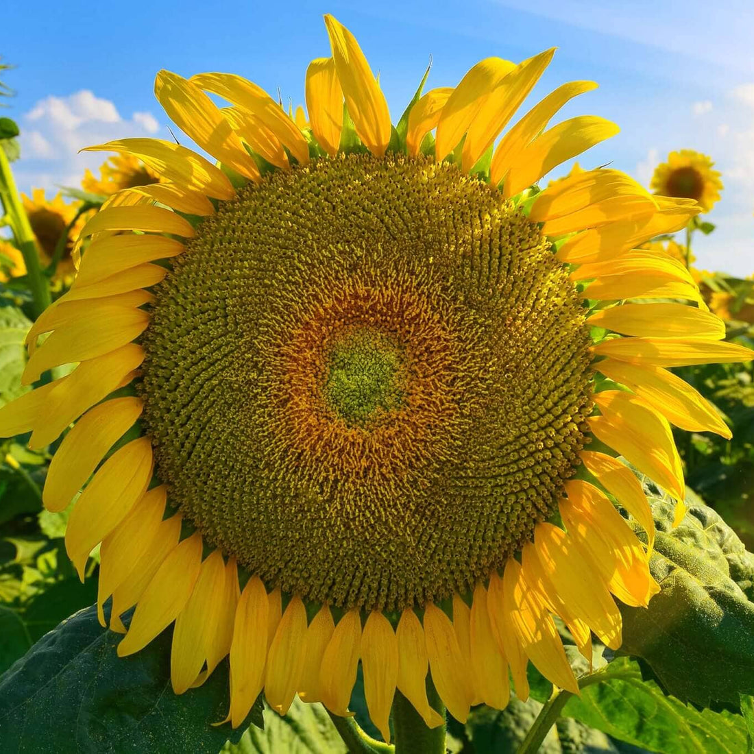 Gray Mongolian flower seeds