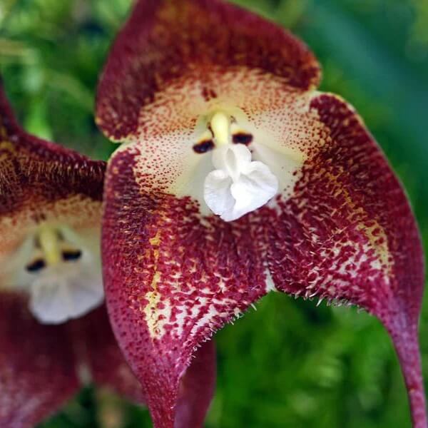 Chocolate Monkey Orchid plant