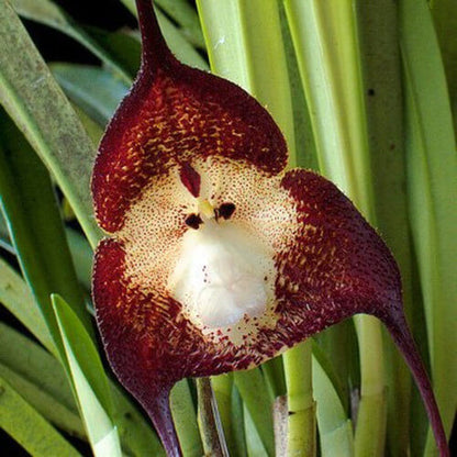 Chocolate Monkey Orchid plant