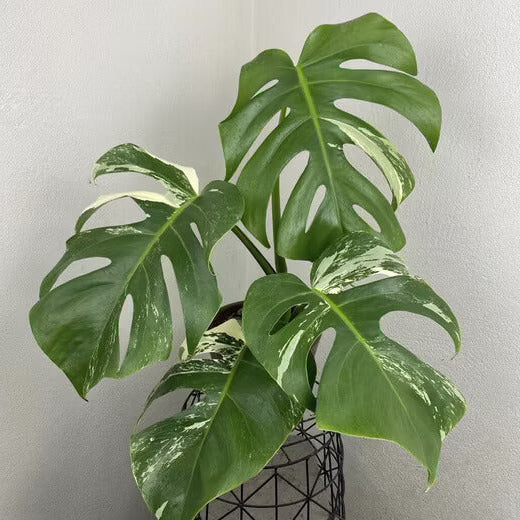 Monstera Albo plant